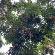 Maple Gardens
