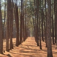 สวนสนบ่อแก้ว