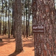 สวนสนบ่อแก้ว