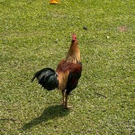 วัดน้ำฮู