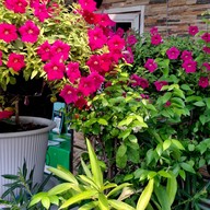 หน้าร้าน ข้าวคลุกกะปิอีซี่(เก๋) หมู่บ้านฝนทองนิเวศน์ซอย3