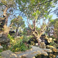 Doi Chaang Caffe - The Gardener CALTEX - Samkhok