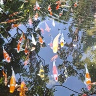Maple Gardens