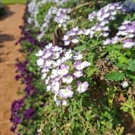 Maple Gardens