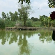 ร้านลับ เชฟโอครัวริมบ่อ