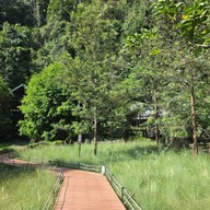 บรรยากาศ Into The Forest
