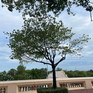 องค์พระปฐมเจดีย์