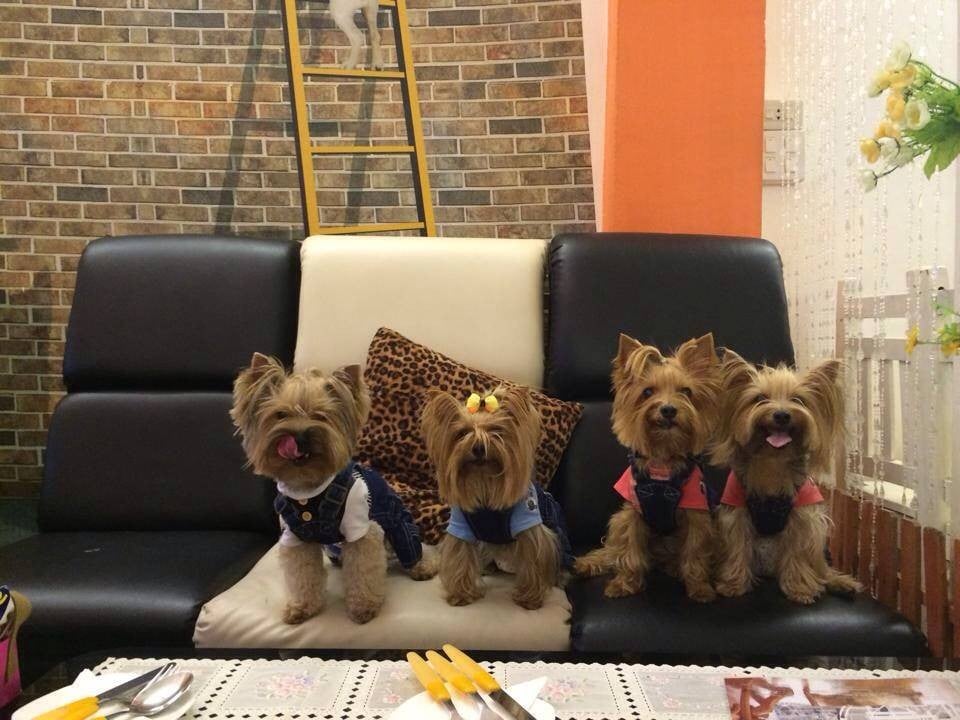 รวมหมาที่บ้าน