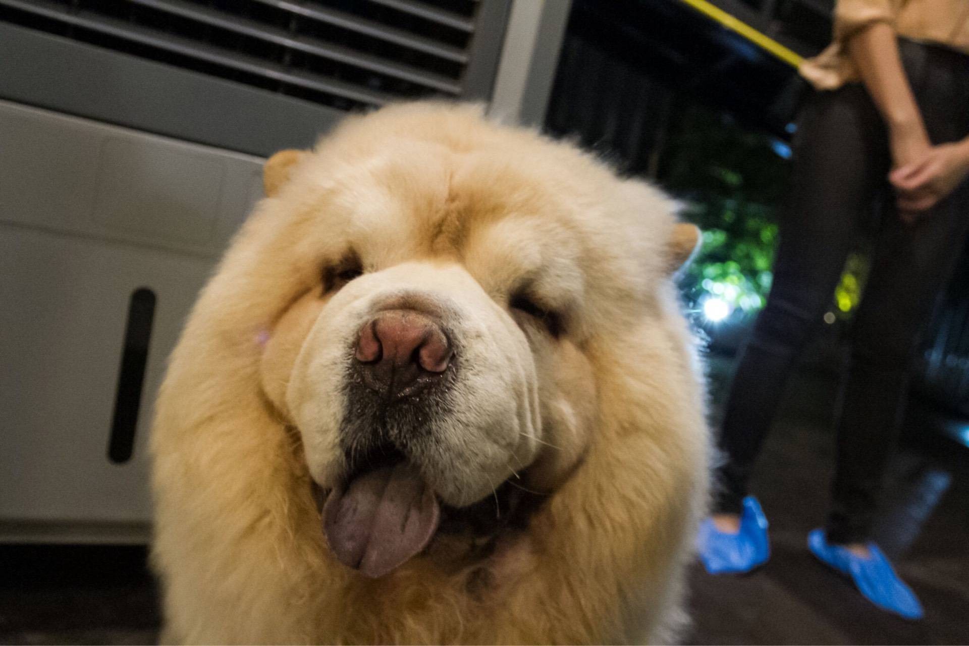 Big Dog Cafe  Ratchada