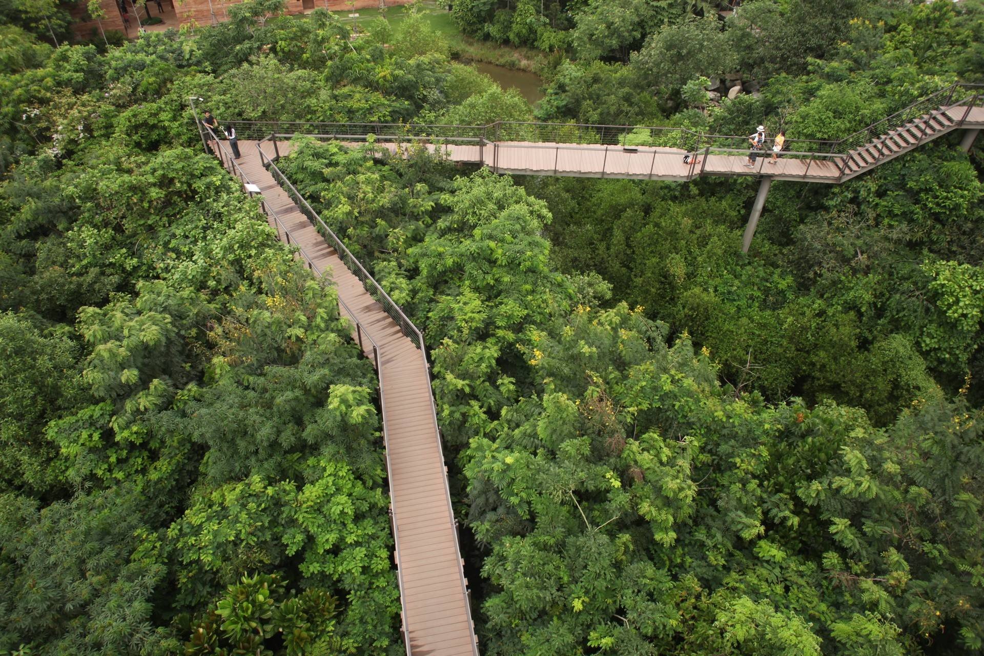 ป่าในกรุง