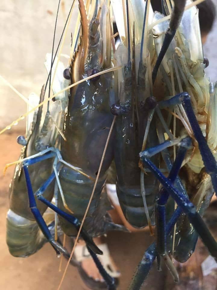 กุ้งถังรสเด็ด