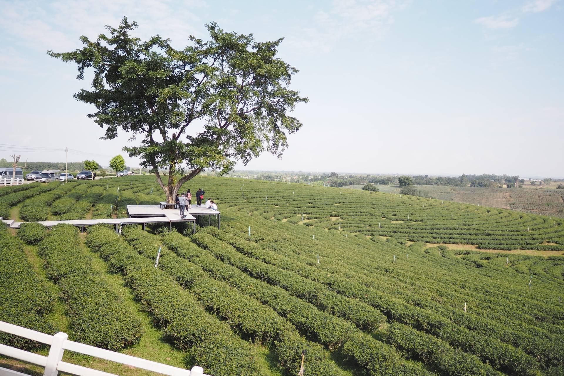 ไร่ชาฉุยฟง