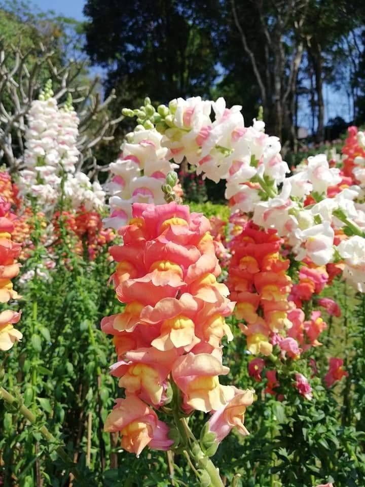 สวนแม่ฟ้าหลวง