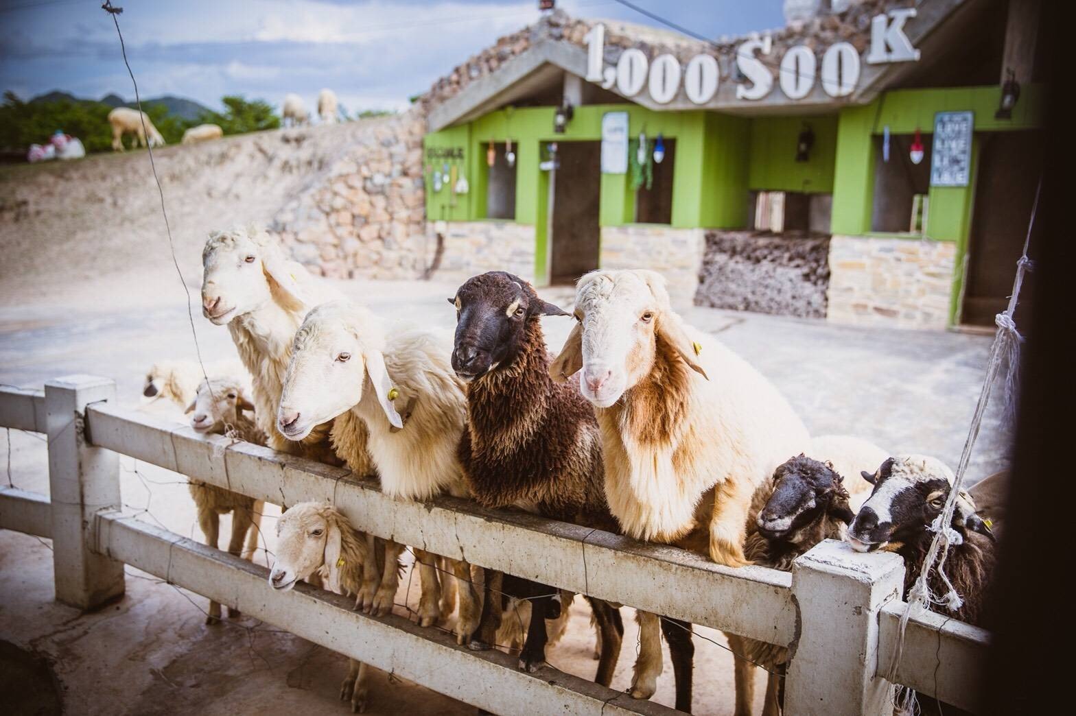 1000Sook Food and Farm