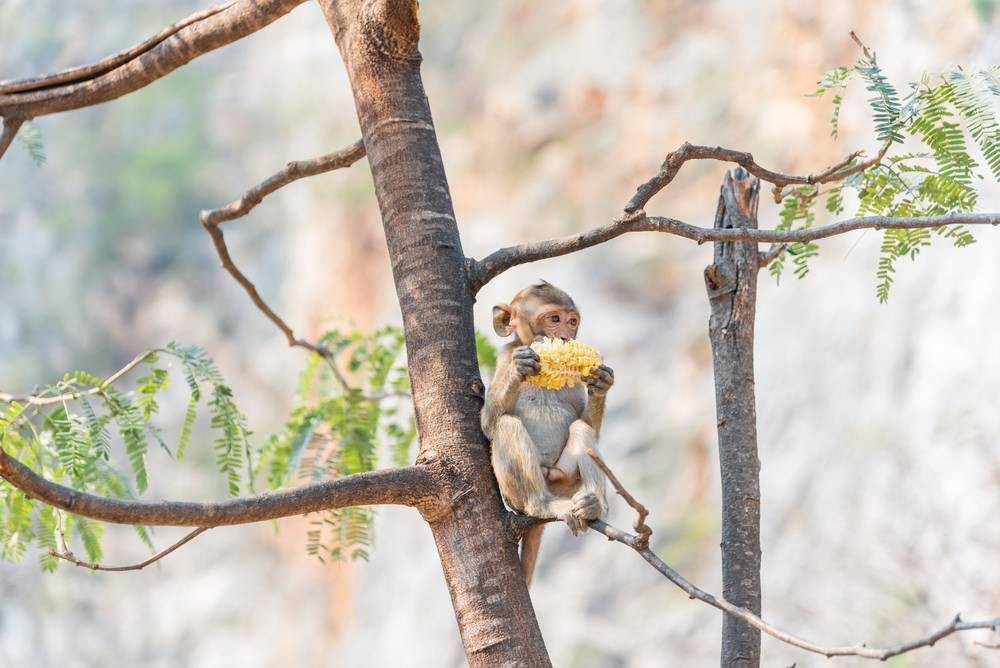 อุทยานหินเขางู