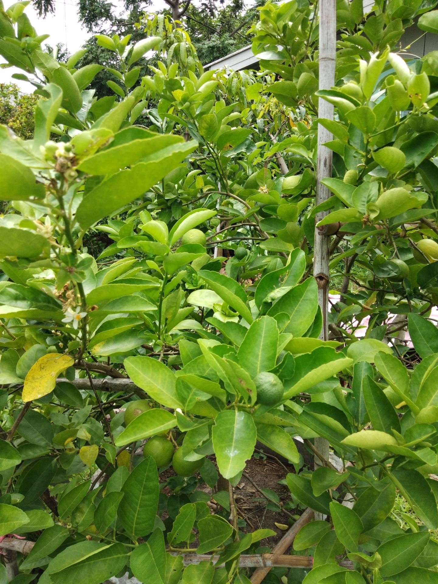 อัญชันมะนาว 💜