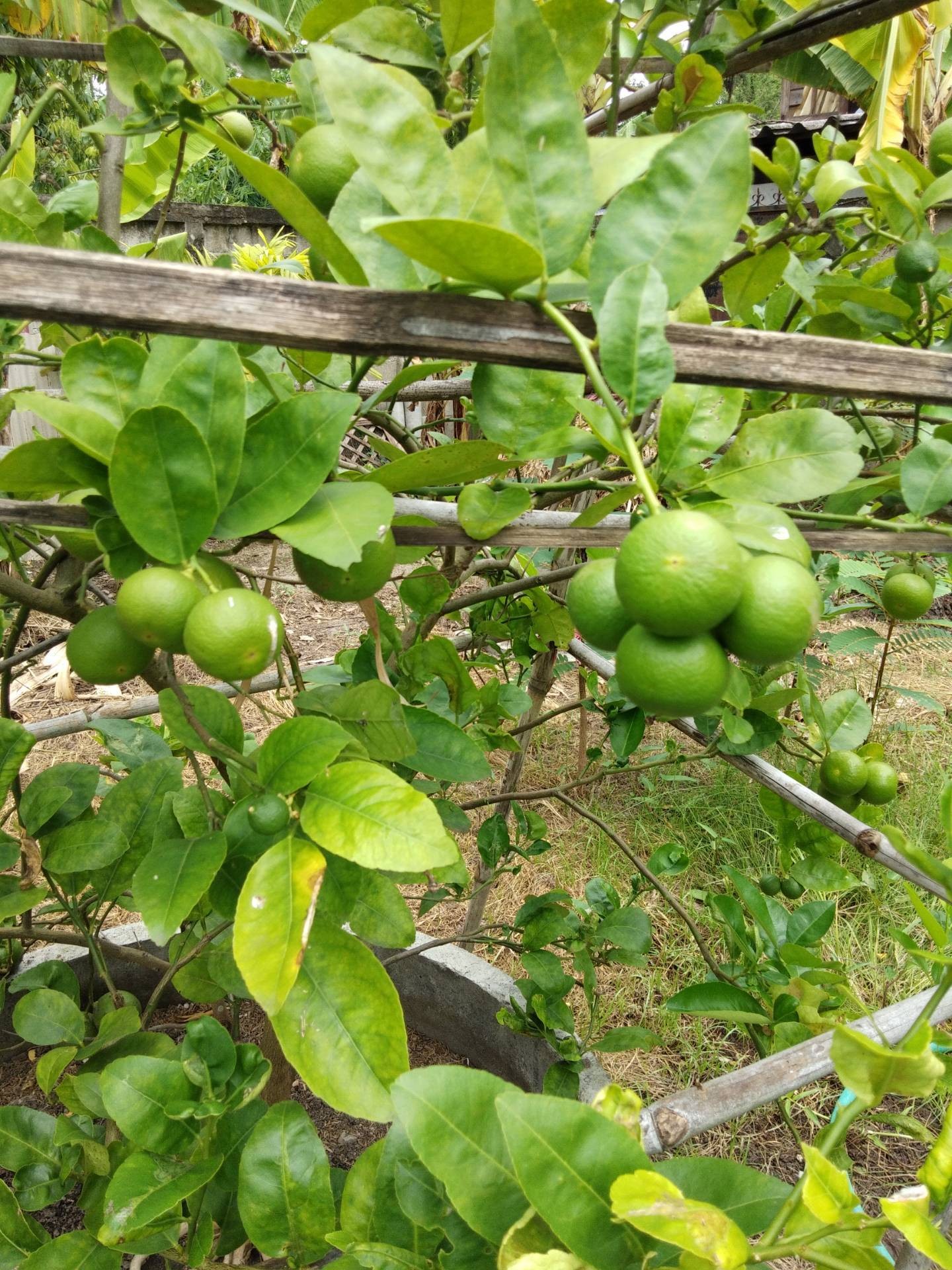 อัญชันมะนาว 💜