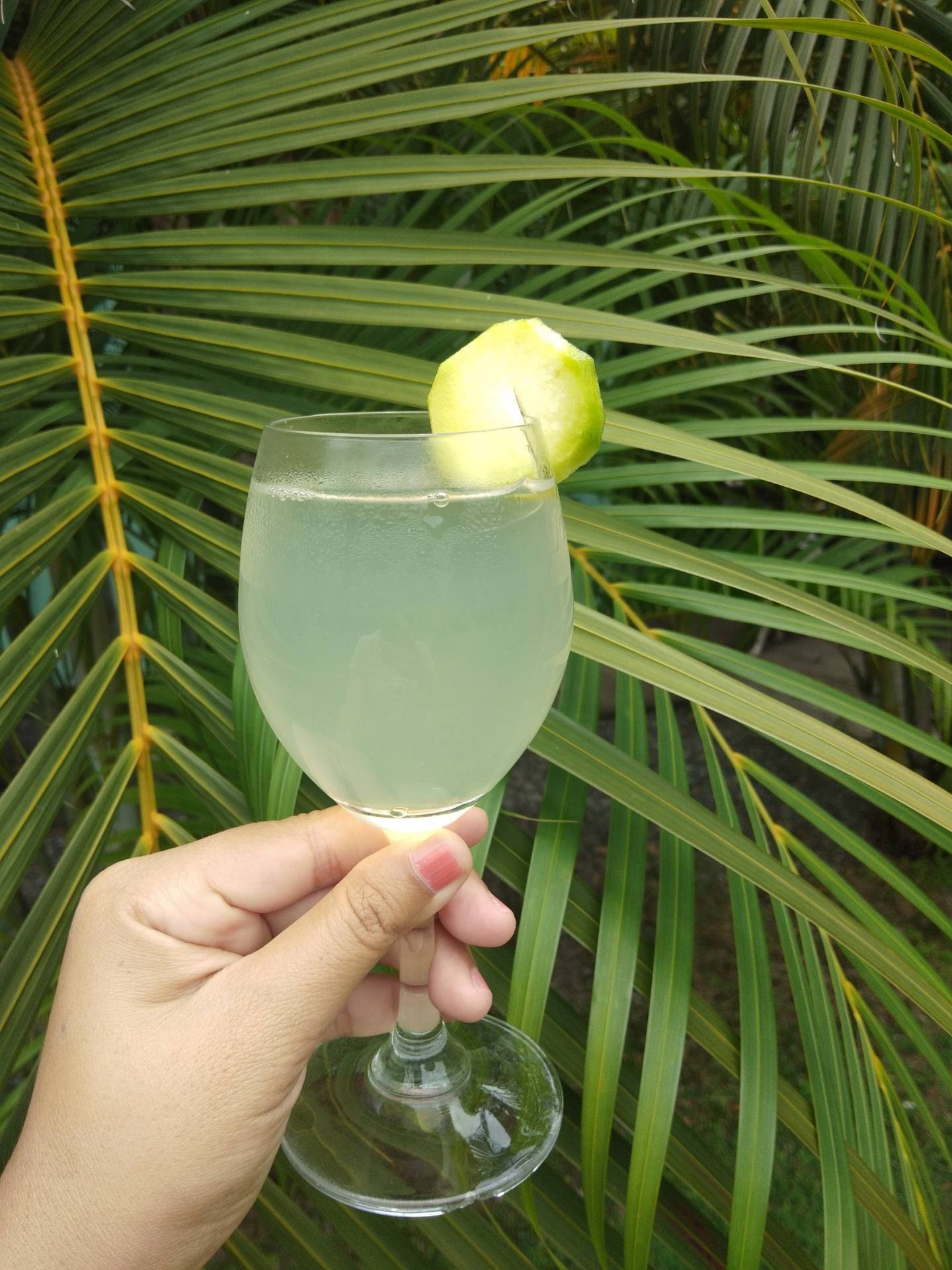 มะกอกน้ำขิง