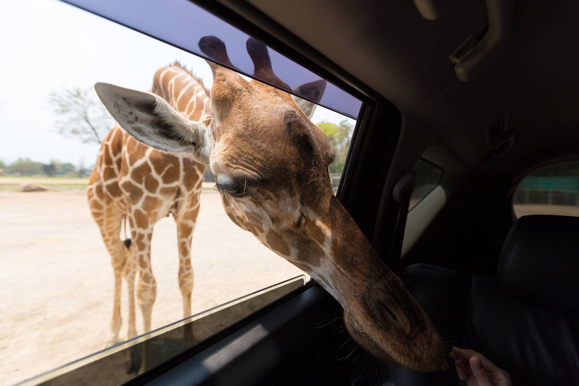 สวนสัตว์เปิด ซาฟารี ปาร์ค