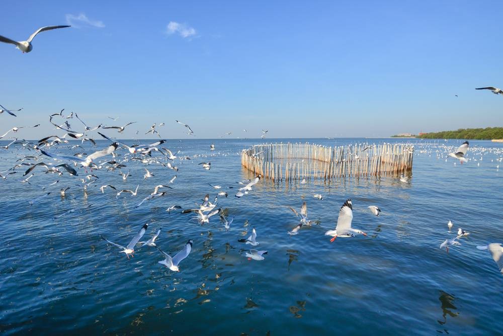 สถานตากอากาศบางปู