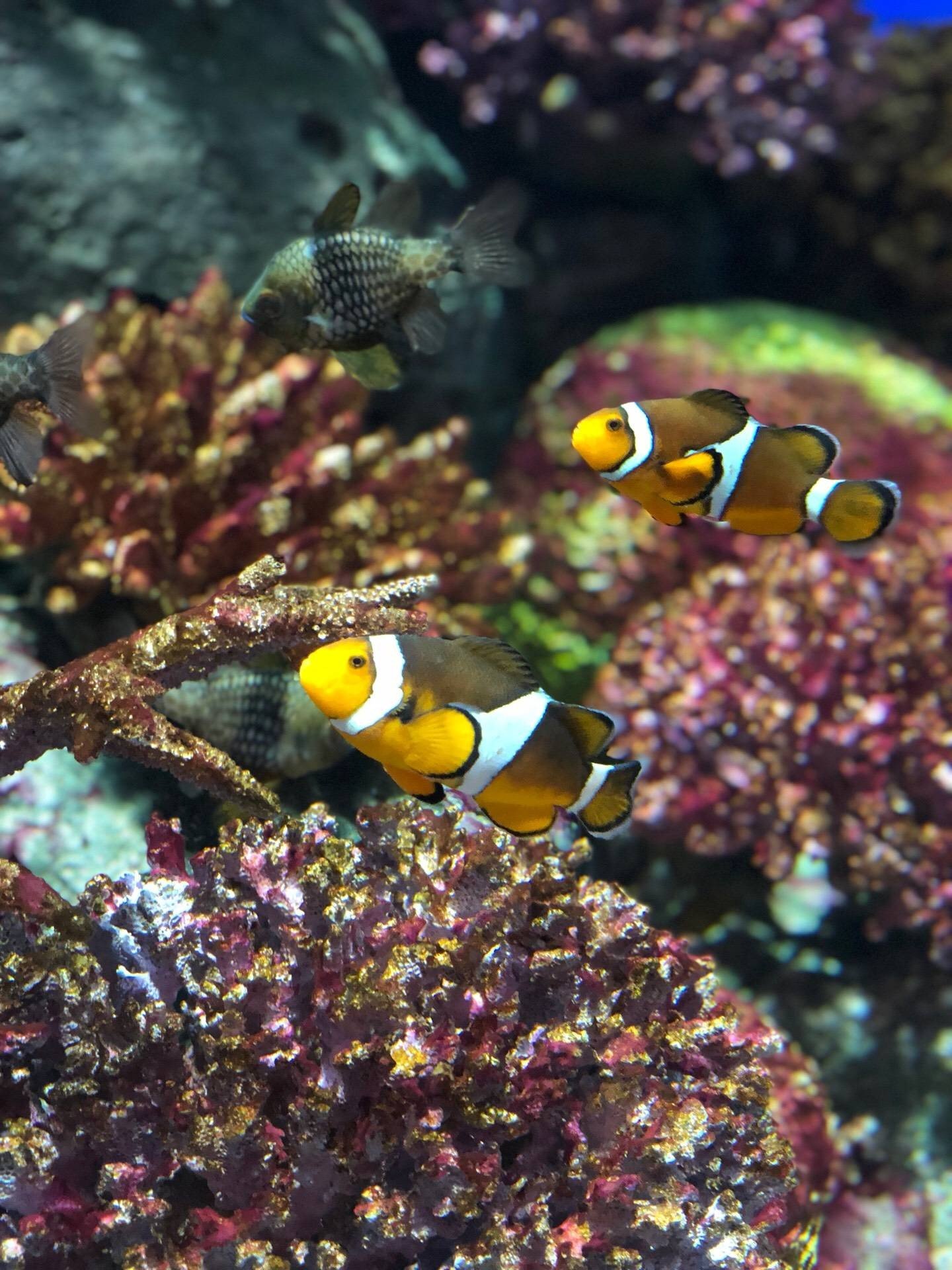 Sea Life Bangkok Ocean World