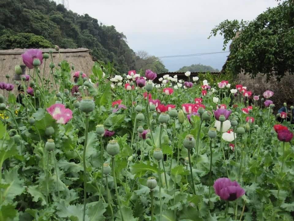 จุดชมวิวดอยปุย