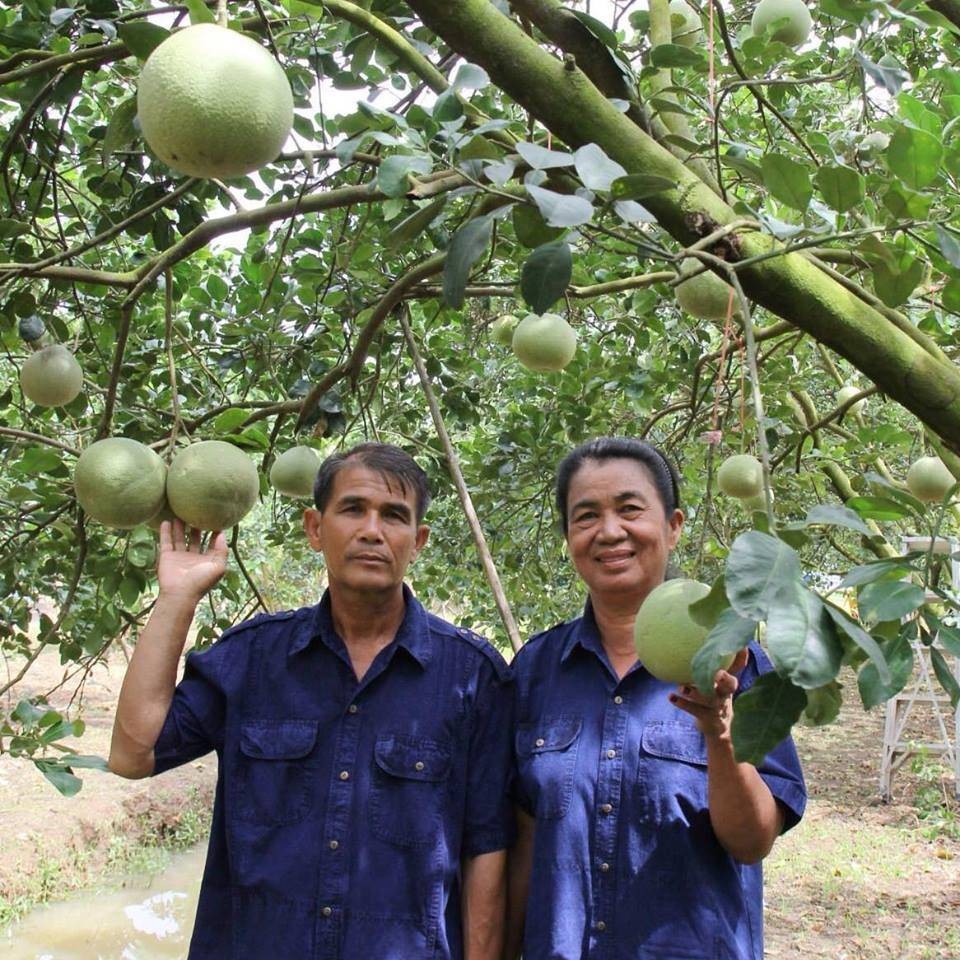 สวนส้มโอโชคชัย