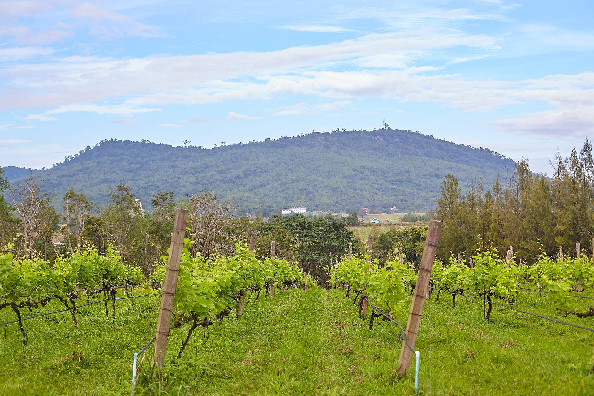 Village Farm & Winery