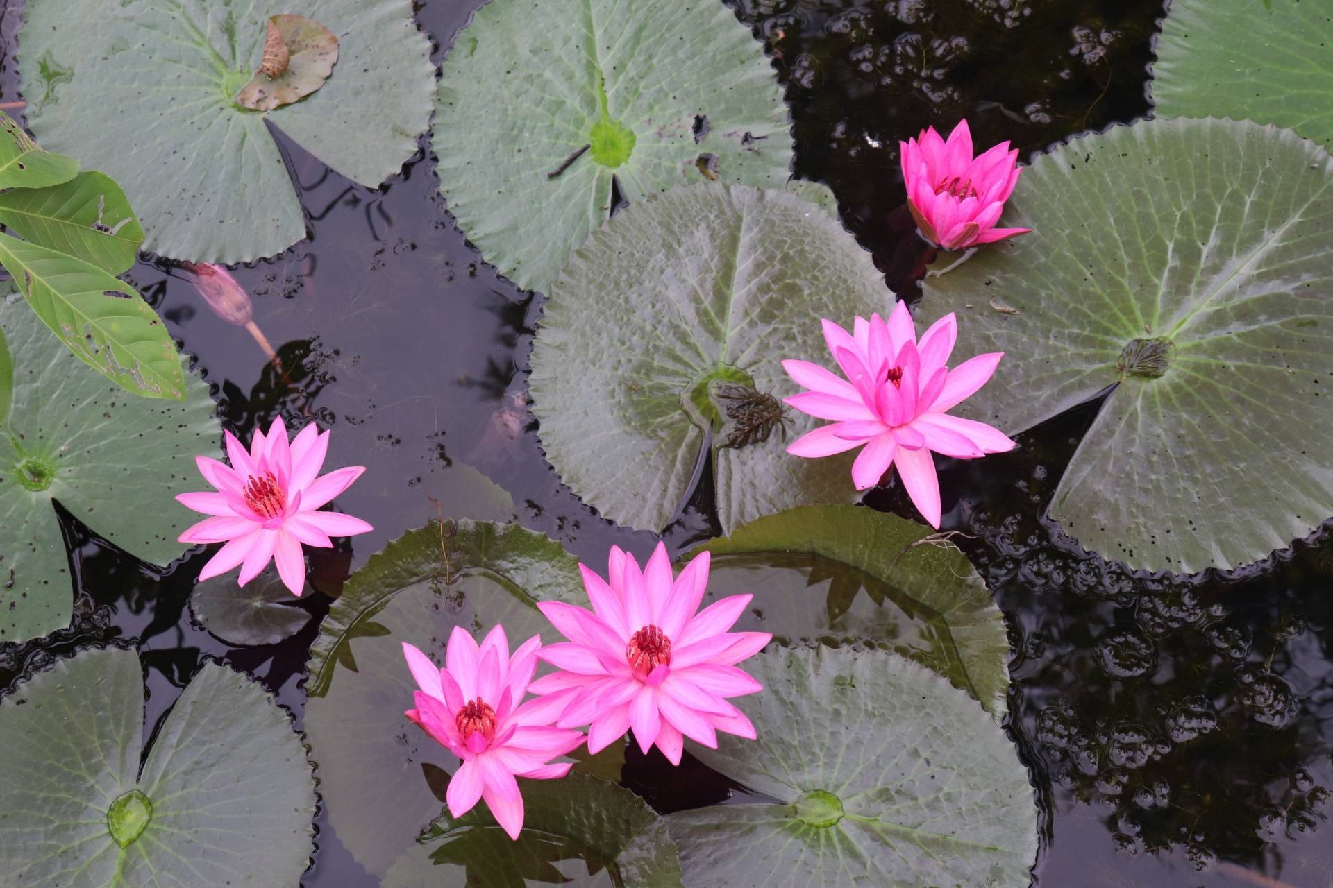 ทะเลน้อย