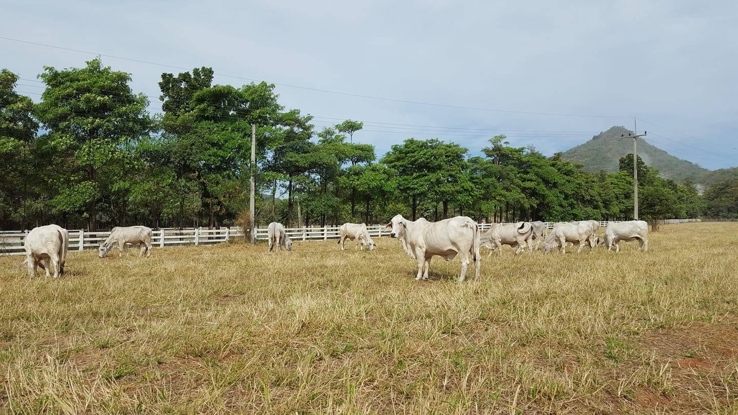 ฟาร์มโชคชัย