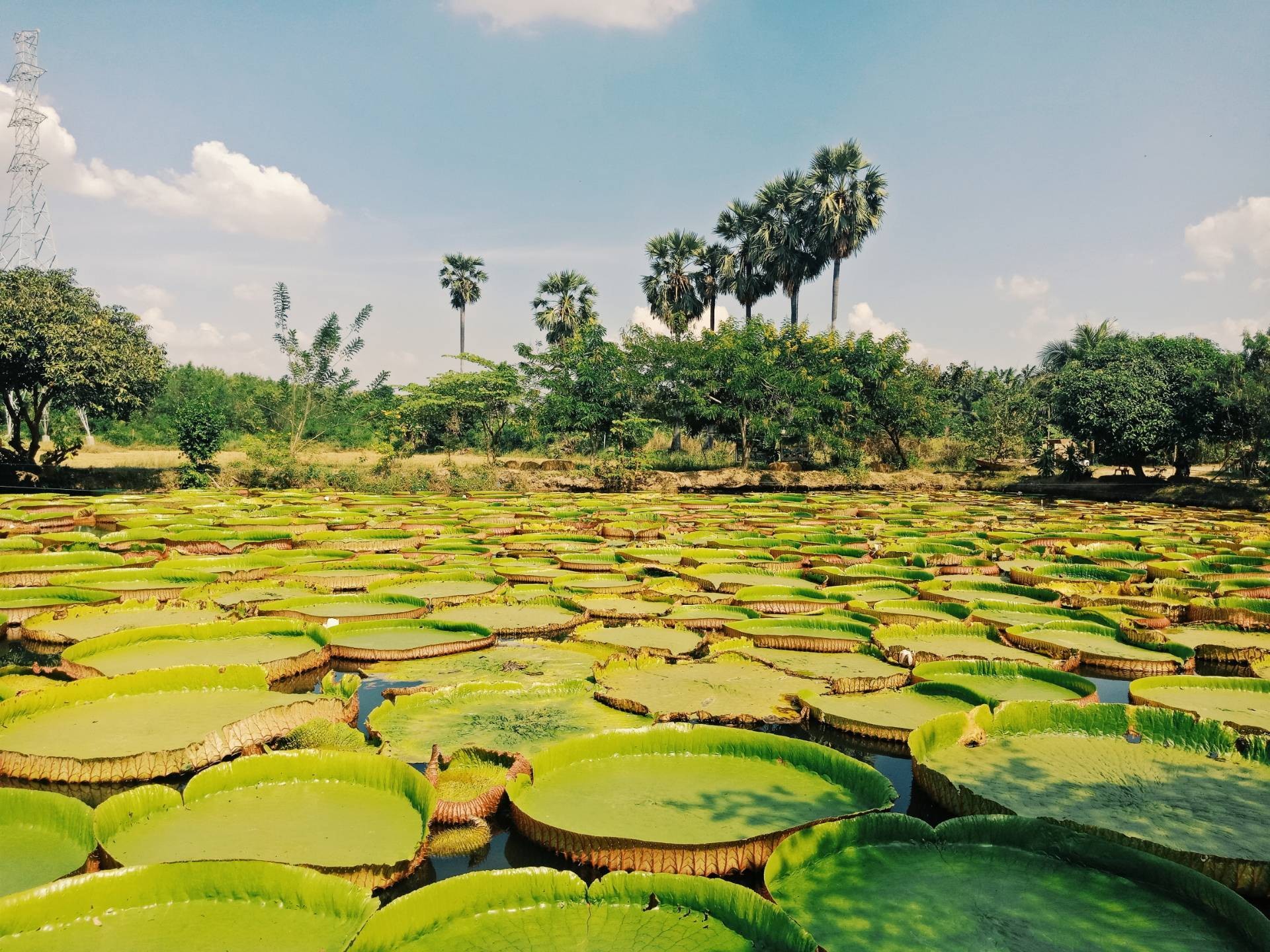 บัวอมรรัตน์ พิษณุโลก