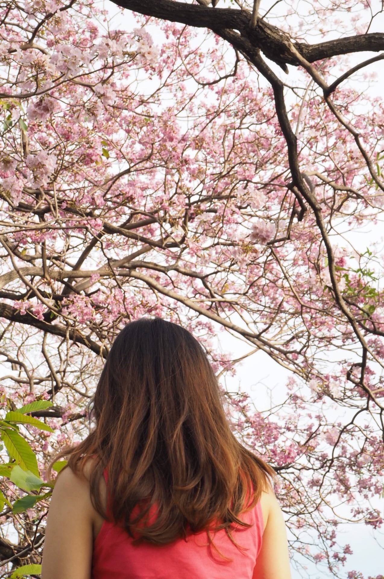 สวนวชิรเบญจทัศ (สวนรถไฟ)