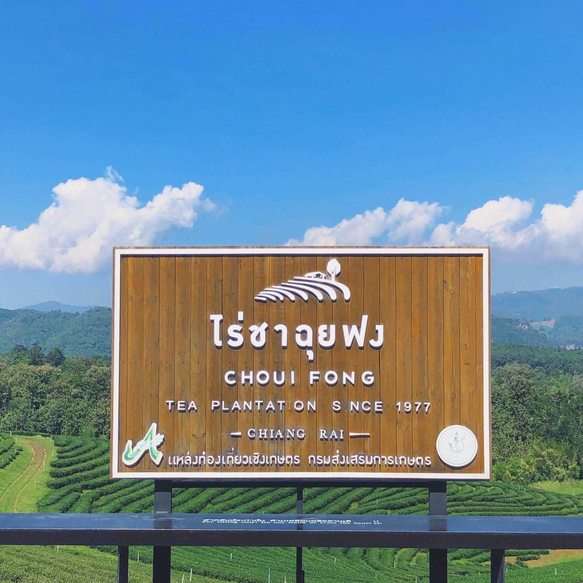 ไร่ชาฉุยฟง แม่จัน เชียงราย