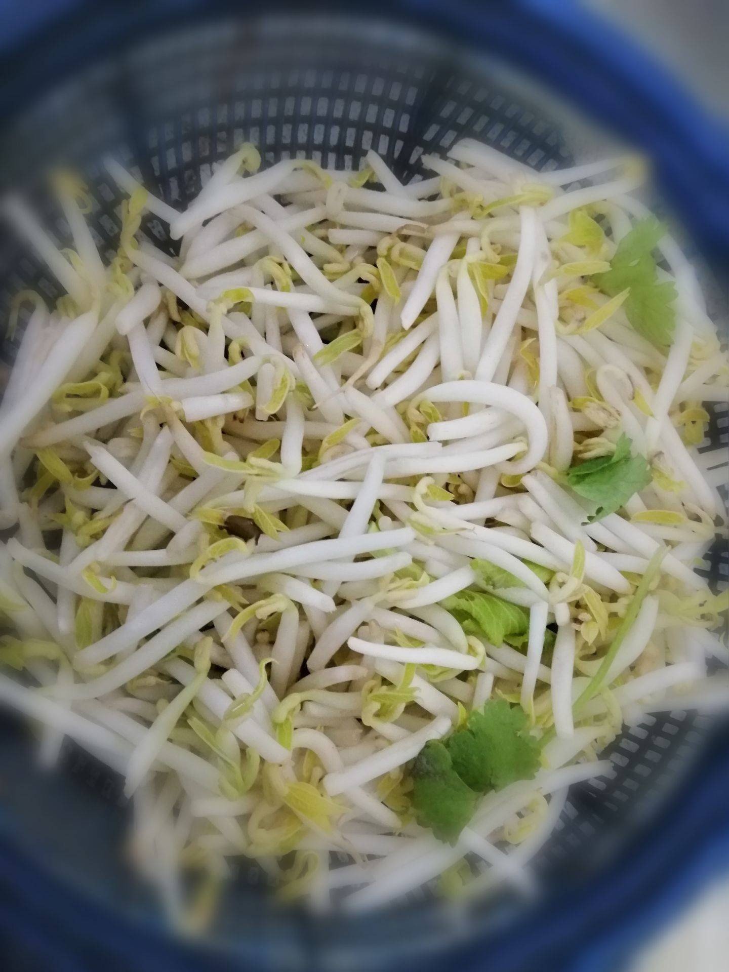 เกี๊ยวหมูบะช่อลูกชิ้นเอ็น