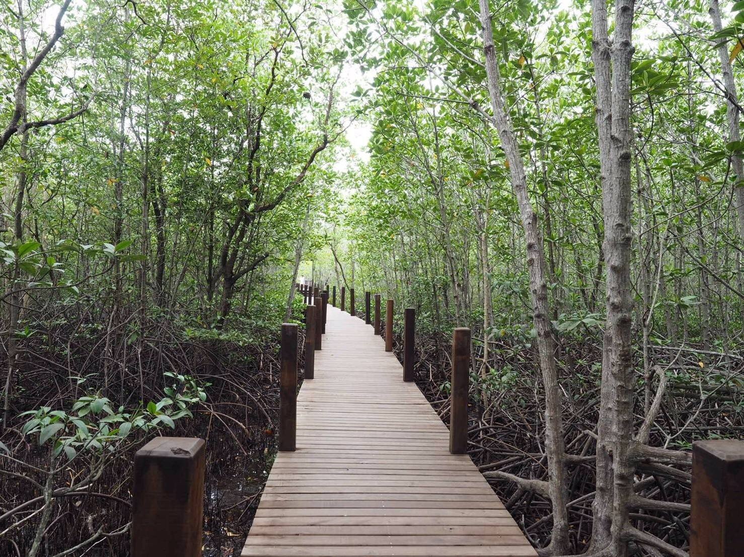 ศูนย์ศึกษาการพัฒนาอ่าวคุ้งกระเบน (ป่าชายเลน)