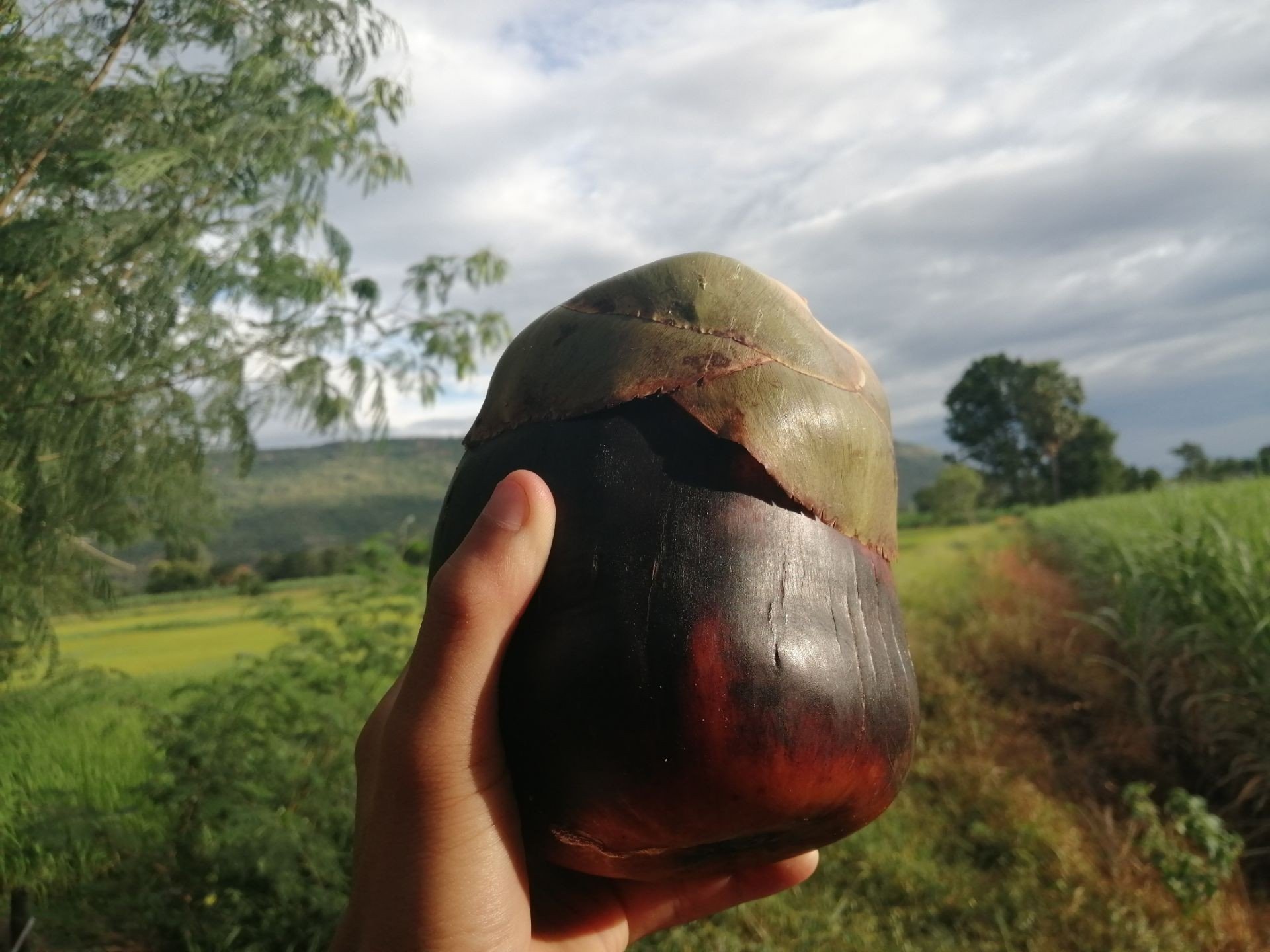 ขนมตาล