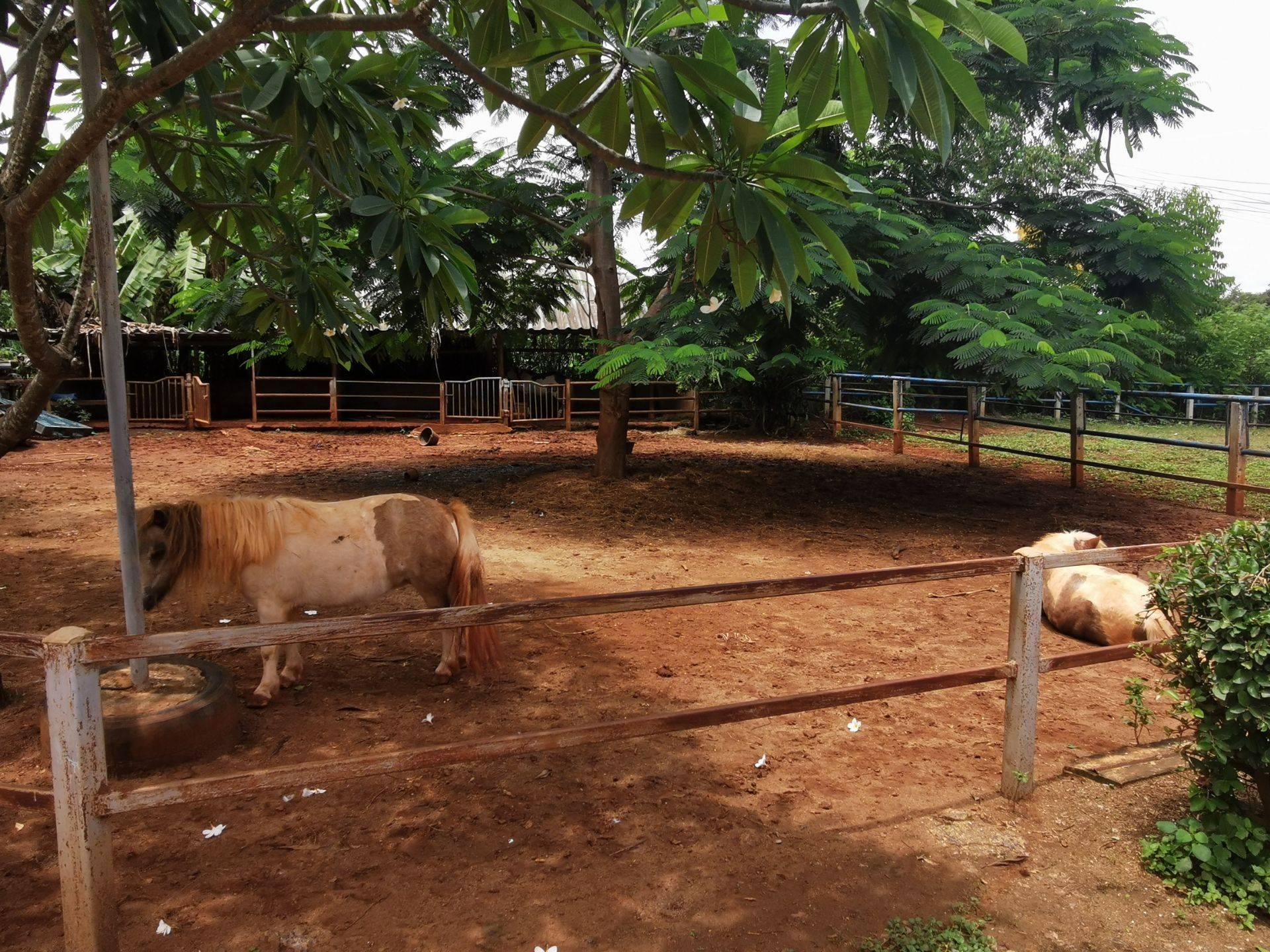 ฟาร์มหมอปอ