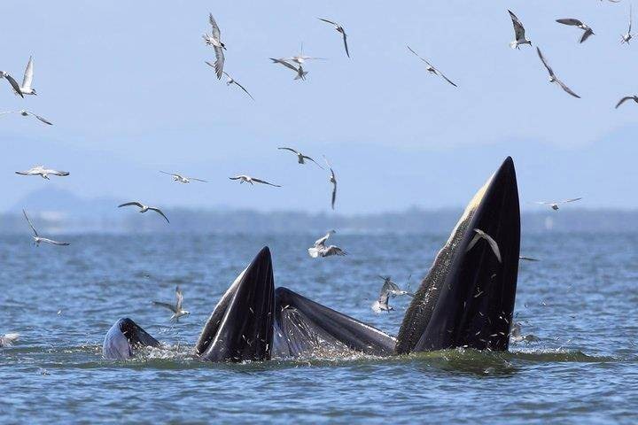 อ่าวบางตะบูน