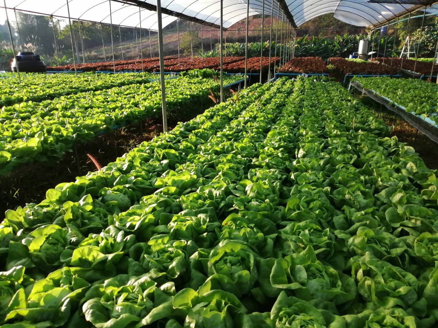 โมโมฟาร์ม เขาค้อ