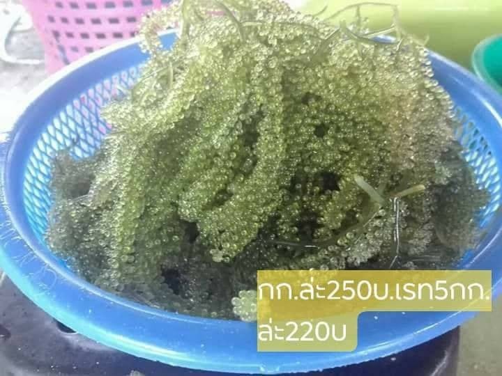แซลม่อนซาซิมิ-สาหร่ายพวงองุ่น-ไข่หมึกทอด-เค้กฝอยทอง