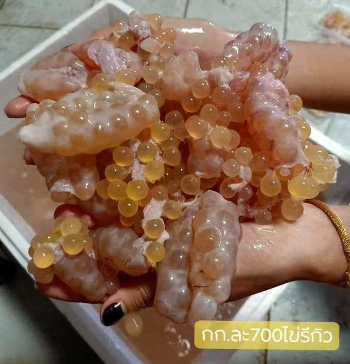 แซลม่อนซาซิมิ-สาหร่ายพวงองุ่น-ไข่หมึกทอด-เค้กฝอยทอง