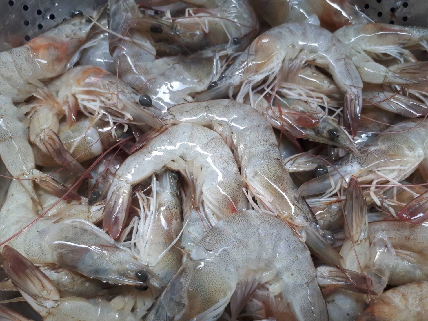 กุ้งผัดพริกขี้หนูสวน