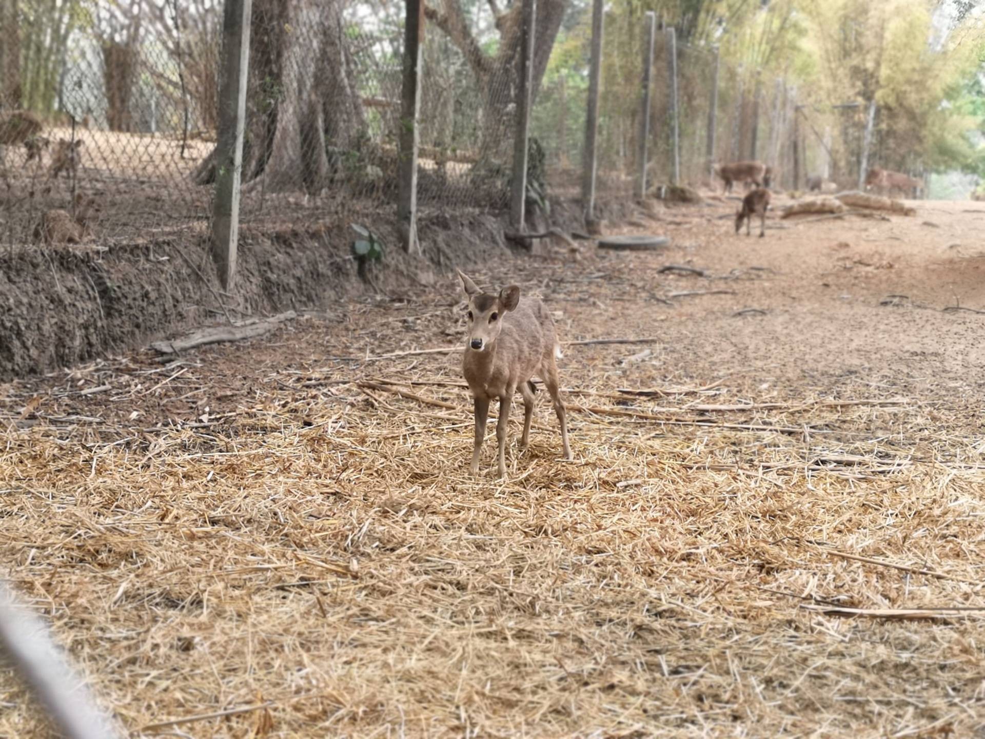 สวนสัตว์เปิดเขาค้อ
