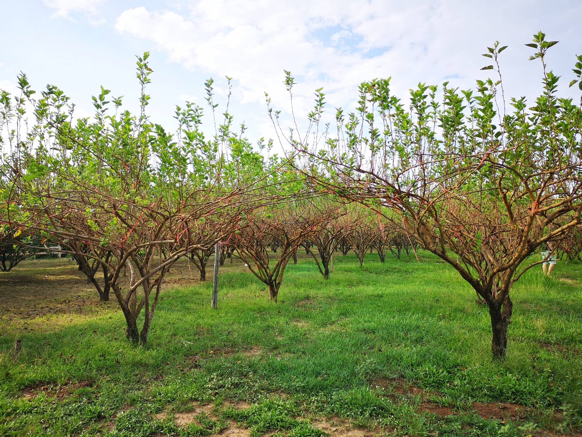 สวนแม่หม่อน