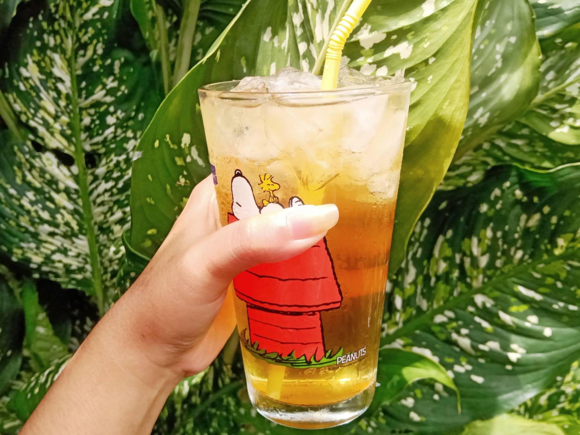น้ำเก๊กฮวย 🌼