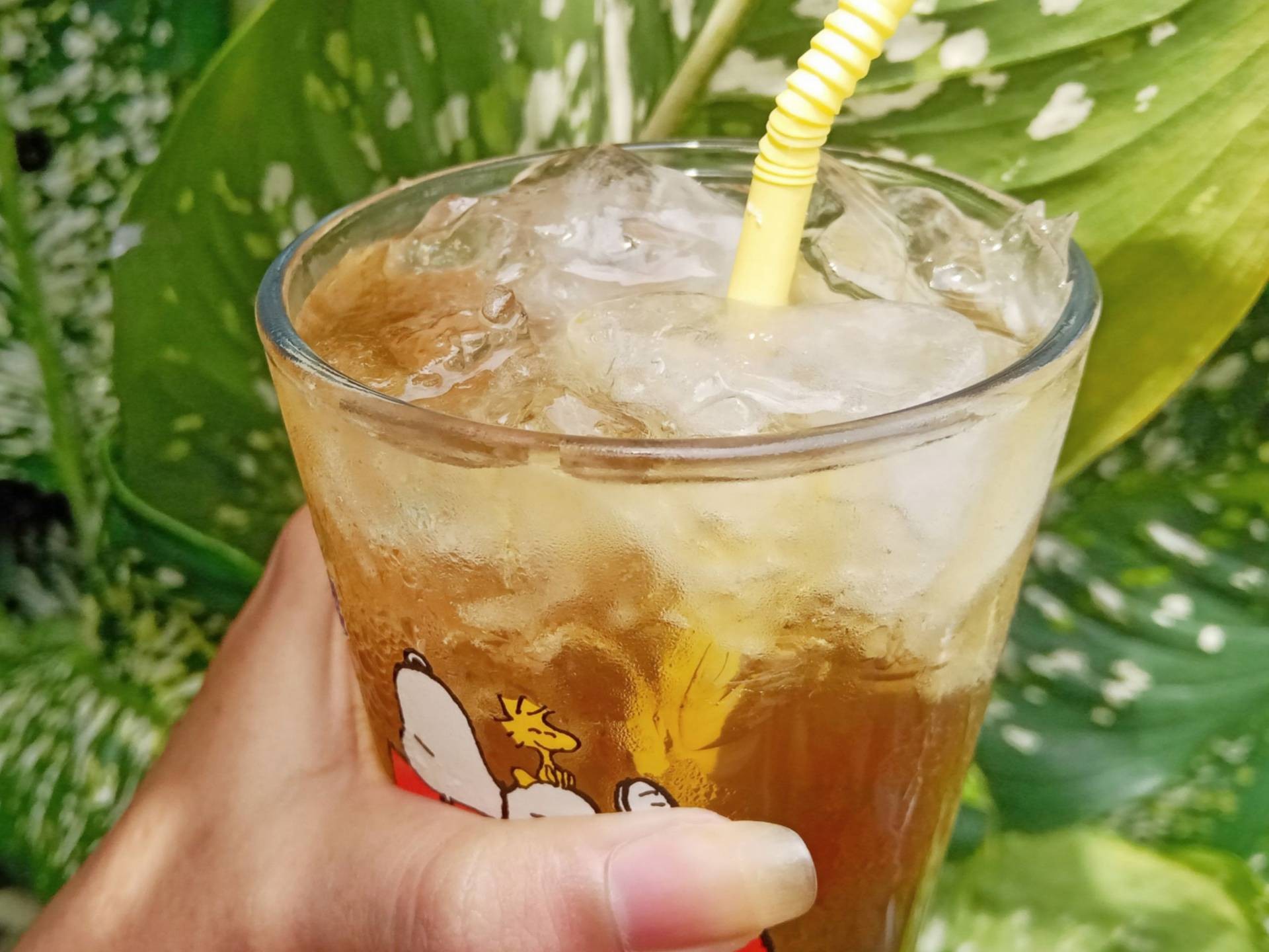 น้ำเก๊กฮวย 🌼
