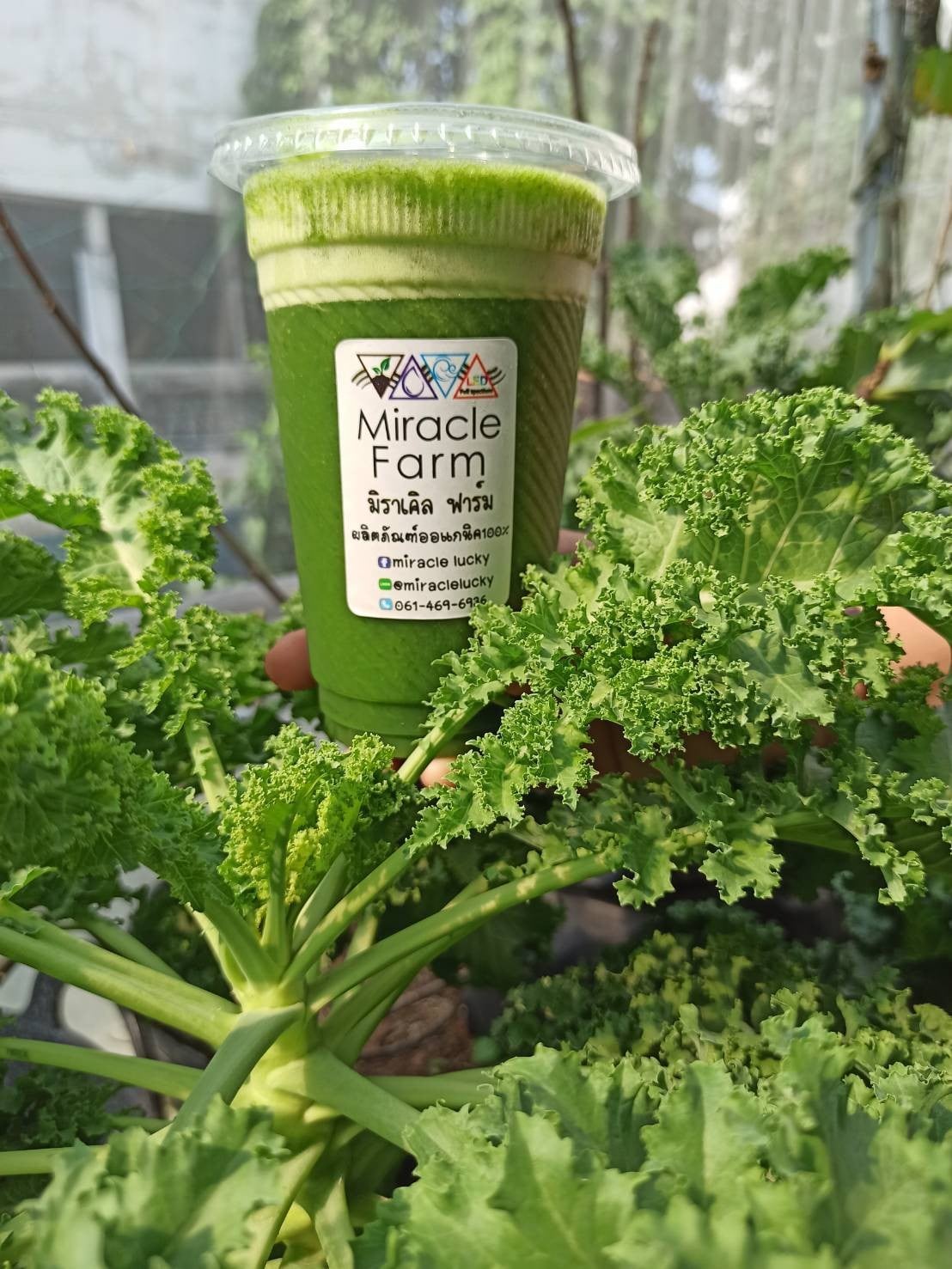 น้ำเคลใบสดสับปะรดชิ้น