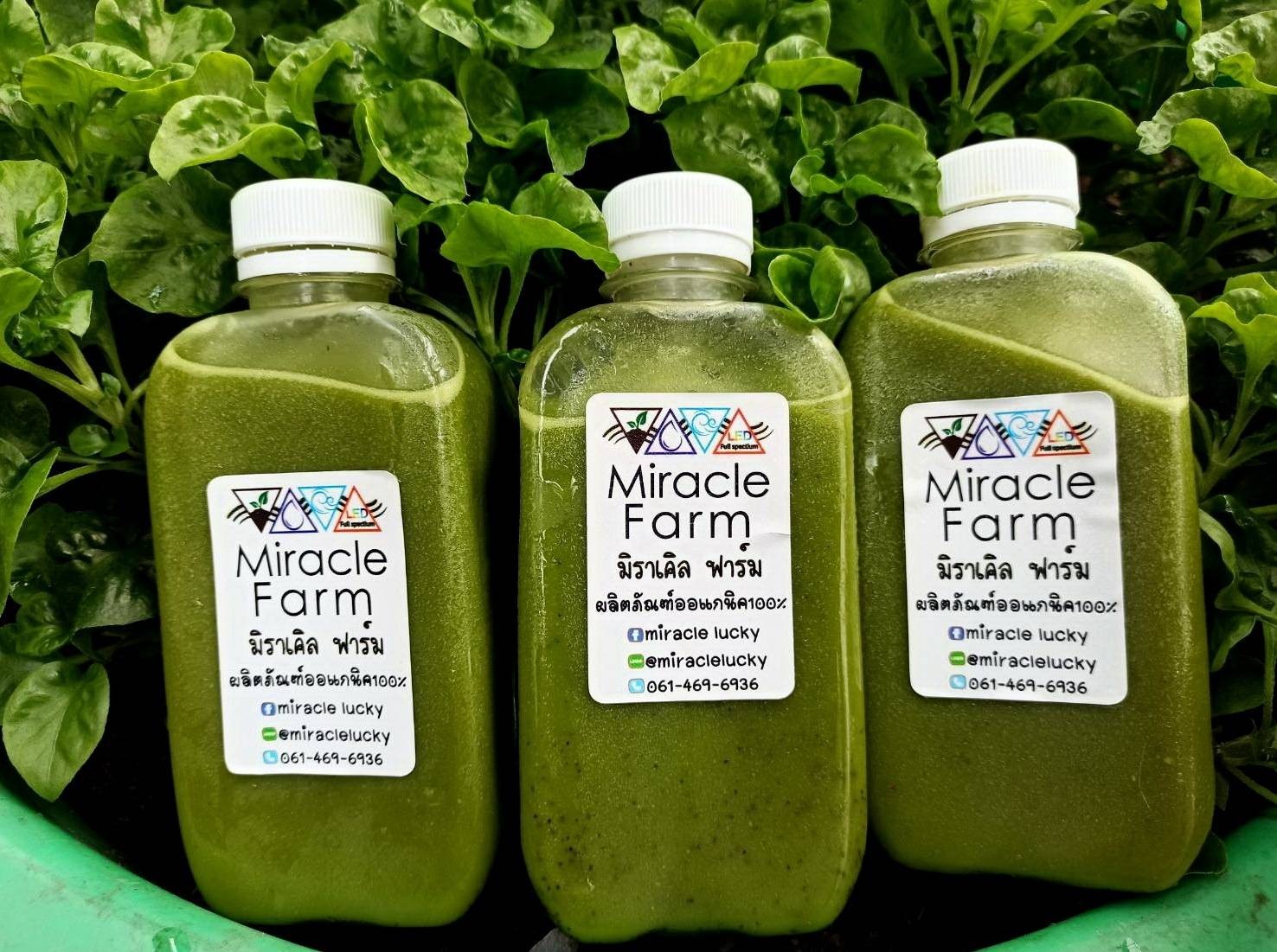 สมูทตี้เคลสดเสาวรส