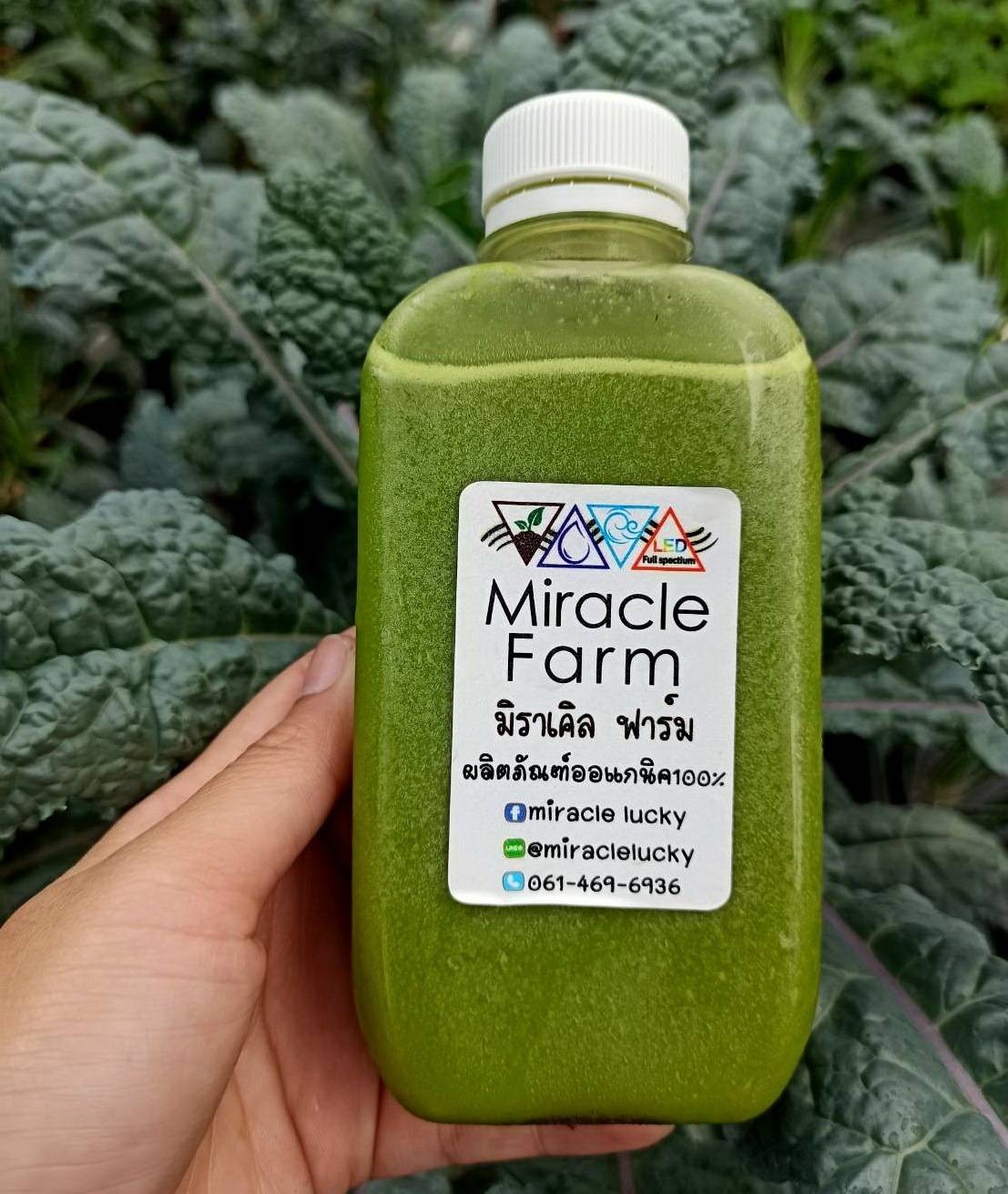 สมูทตี้เคลสดเสาวรส