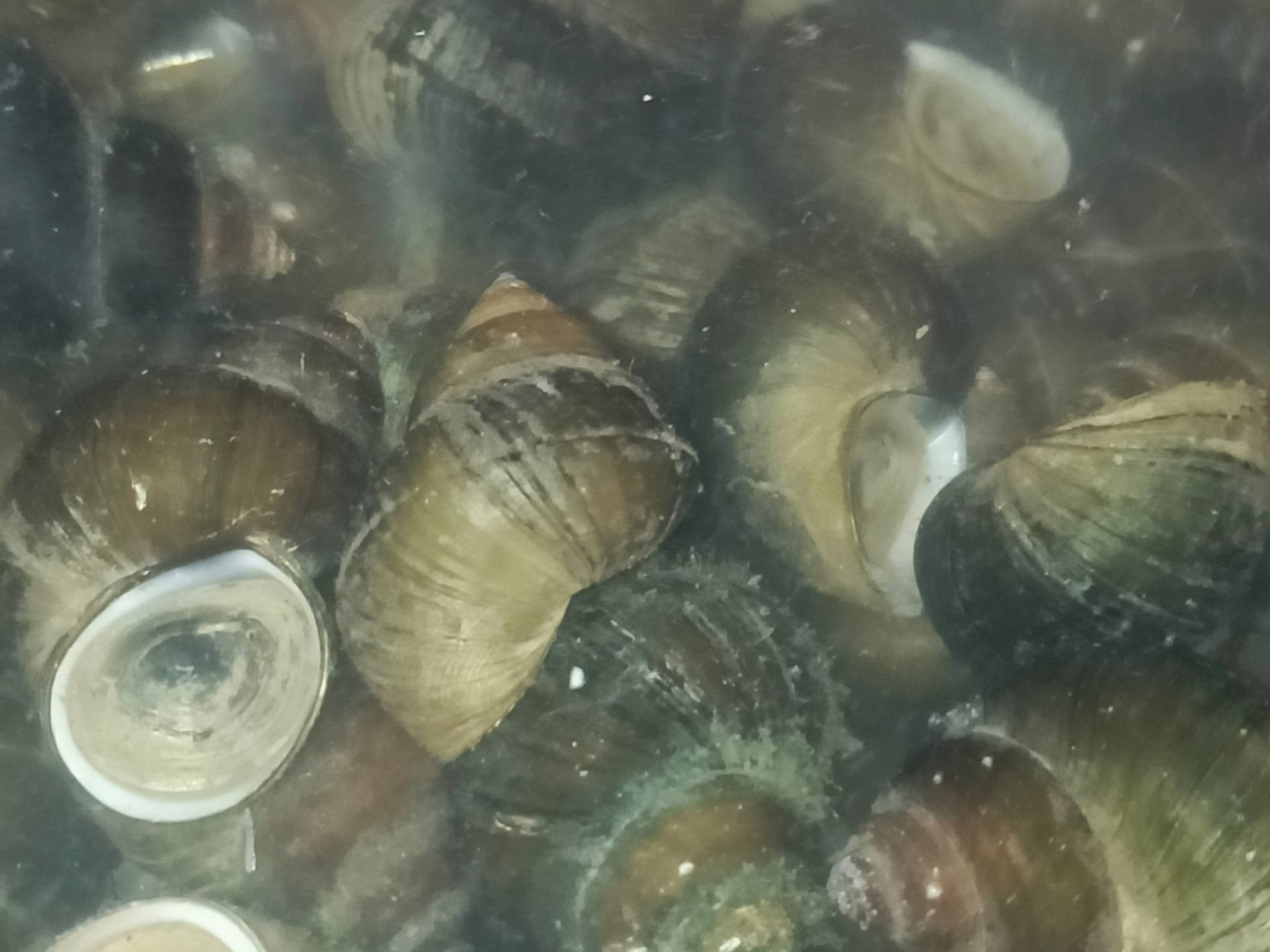 แกงคั่วหอยขม